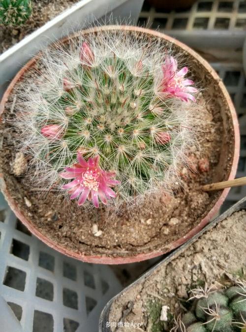 仙人球                  高砂