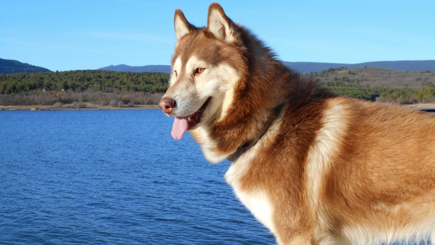 调皮的哈士奇图片大全-动物壁纸-高清动物图片-第7图