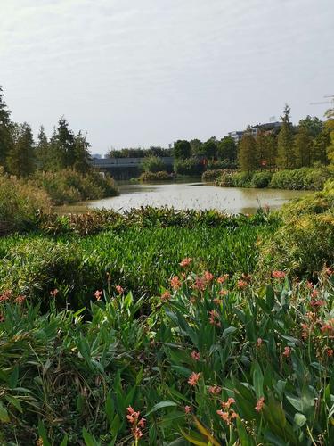 广州天河湿地公园晚秋,红艳艳色彩斑斓.南国秋色虽迟