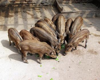 河北野猪养殖基地 纯种野猪 野猪苗价格销售