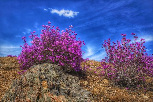 杜鹃山上花争艳