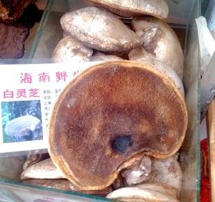 肉灵芝海南新款整枝灵芝-推荐热销灵芝品牌整枝灵芝- 联手网