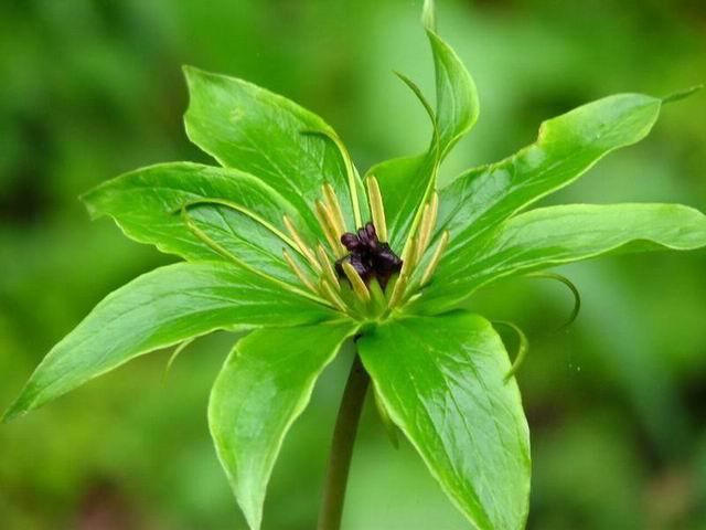 七叶一枝花/泉州中草药批发2