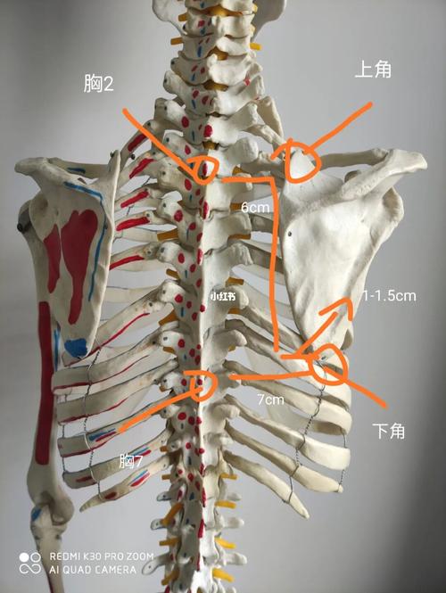 肩胛骨的中立位,翼状肩胛需要了解的知识_小胸_乐山