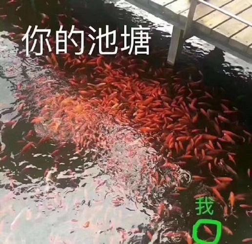 热门表情包图片你的鱼塘和我