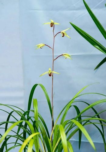 他山之石 | 日本寒兰欣赏