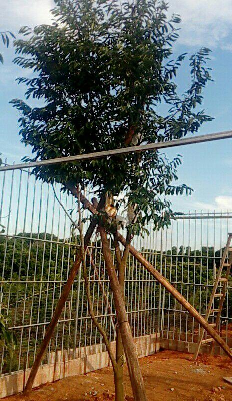 大衙尖角山奇楠基地(正品莺歌绿)