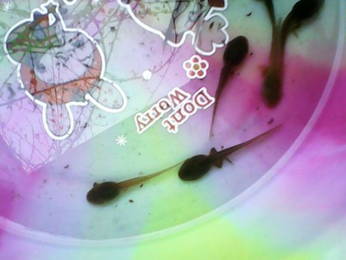 长出后退的蝌蚪吃什么?