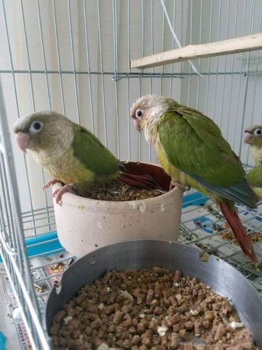 【图片】肉桂小太阳【小太阳鹦鹉吧】_百度贴吧