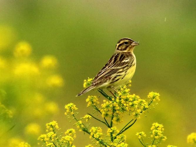 蔊菜上的黄胸鹀雌鸟(周敏军 摄)