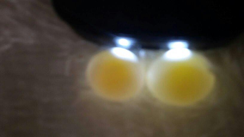 为什么我的虎皮鹦鹉受精蛋蛋黄是一个橙的一个是黄的