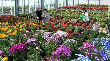 上一页: 澳洲特色花卉"澳腊花"切花在滇试种告捷下一页: 家庭花卉