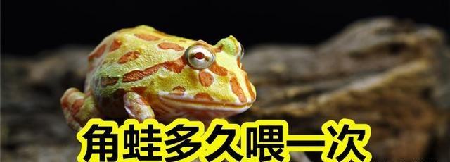 角蛙多久喂一次,怎样才是科学喂养?