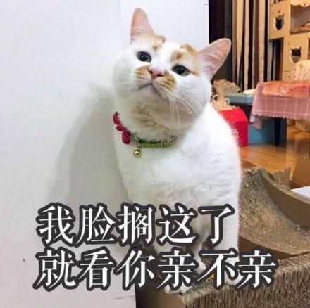 我脸就搁这了,就看你亲不亲(猫咪)_我脸_猫咪_亲不亲表情
