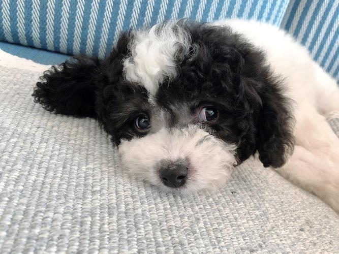 请教一下黑白花泰迪头上黑色毛毛根发白怎么回事?