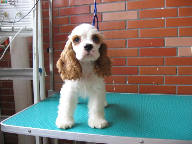 cku正规犬舍,英系可卡犬,美系可卡犬,签协议,保健康