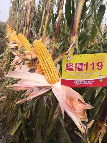 2020年审定.珠高2.63.穗位90!珠高矮,穗位整齐!高抗倒伏!紫杆紫叶!