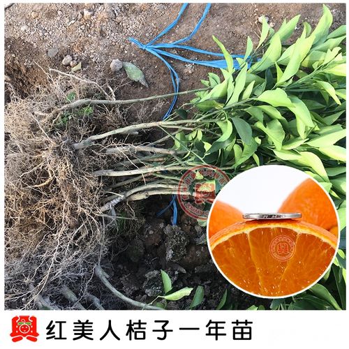 一年生爱媛38号红美人蜜桔柑橘苗盆栽果树苗橘子树桔子苗木
