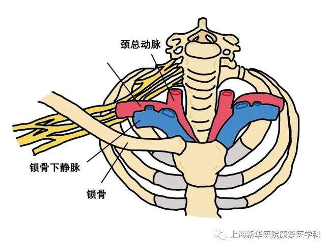 上述肋锁间隙又被前斜角肌分为前,后两个部分.