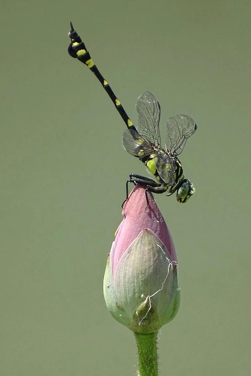 蜻蜓(拍摄于潮连中央公园#昆虫世界