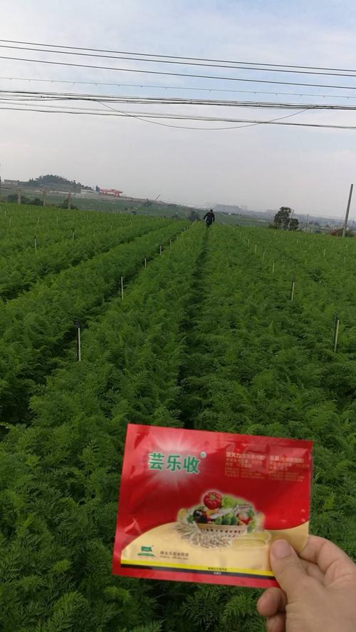12.15芸乐收第一遍用药,一亩地一包