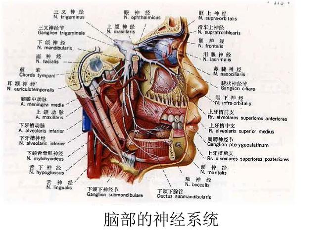 人体八大系统,详尽解说 脑部的神经系统