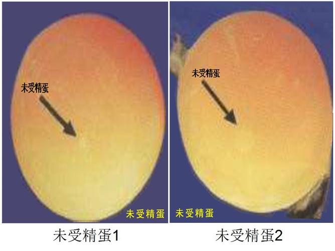 小鸡,虽然所托非鸡,21个蛋最终只出来7个,但好歹对鸡孵化的过程有了