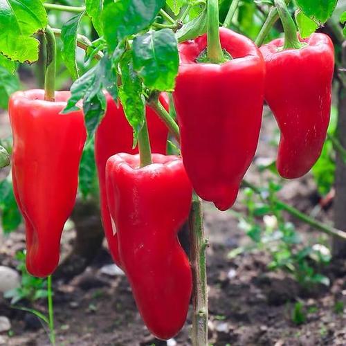 大红椒55元每斤