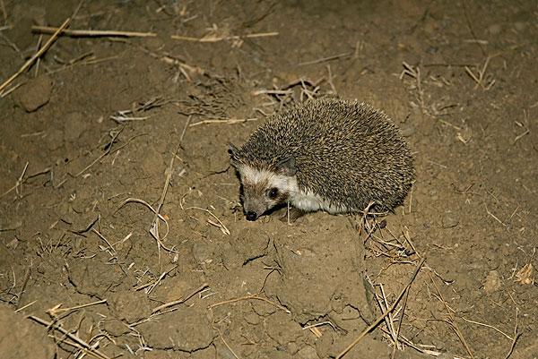 刺猬,夜晚,古吉拉特,印度,四月