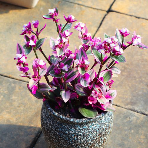 紫露植物油画婚礼吊兰兰锦盆栽室内阳台园艺多肉植物