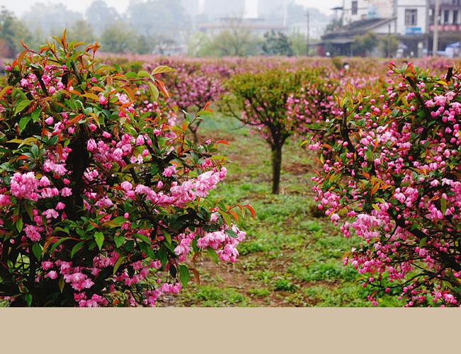 2016年春天踏青赏花路上--重庆南川区大观生态园之海棠花(1)