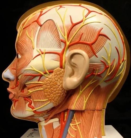 面神经的解剖知识总结