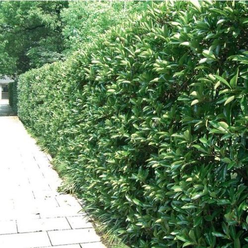 冬青苗 四季常青 常绿