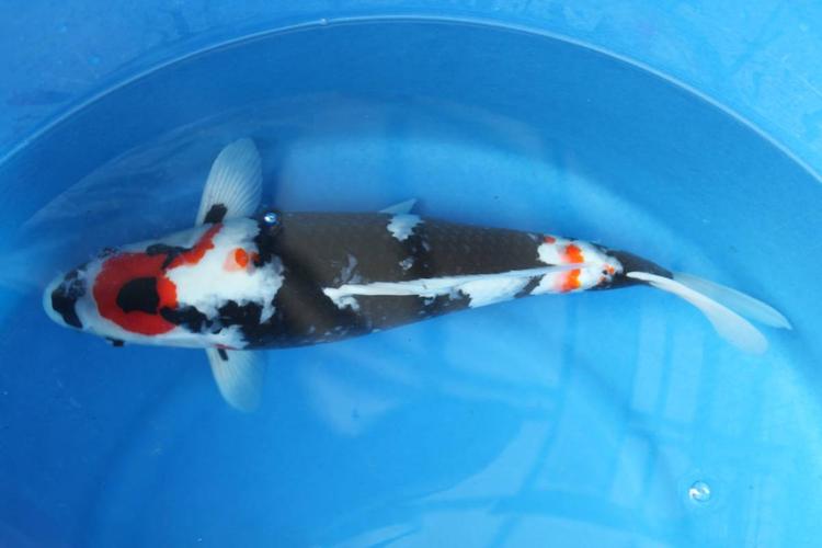 锦鲤 昭和三色 伊佐养鲤场产 43cm 3歳 2017年度产 メ