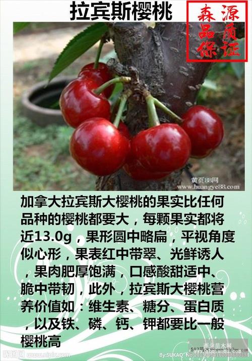 苗木供应 果树苗  拉宾斯是加拿大育成的晚熟甜樱桃优良品种.