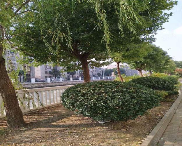 蓝天花园(东区),星园路,近星湖南路-常州蓝天花园(东区)二手房,租房