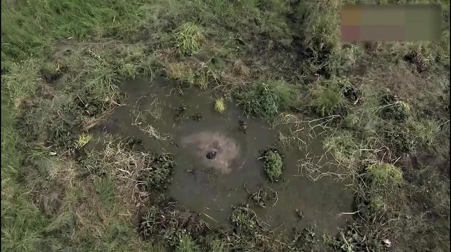 女孩掉进沼泽,朋友紧紧抓住她的手不放,可最后女孩