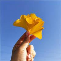 唯美意境银杏叶意境头像银杏叶头像创意图片大全