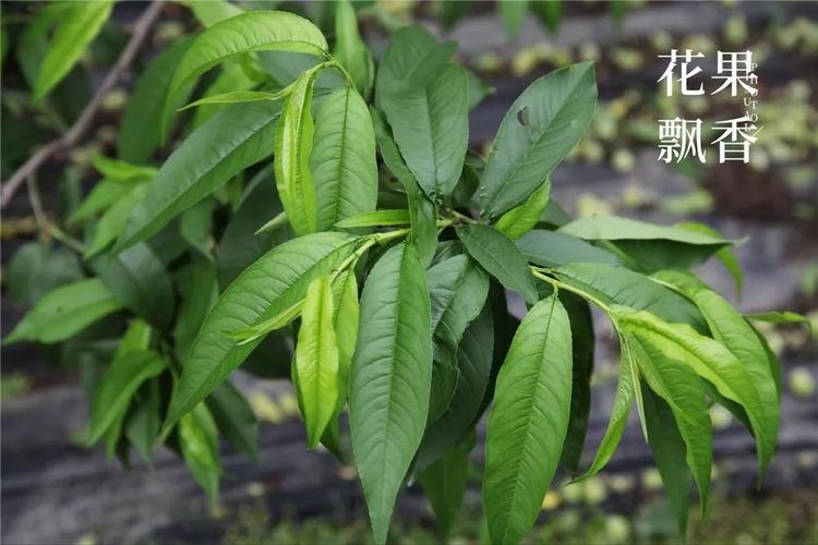 如果不用多效唑怎么才能控制桃树体内按捺不住的洪荒之力