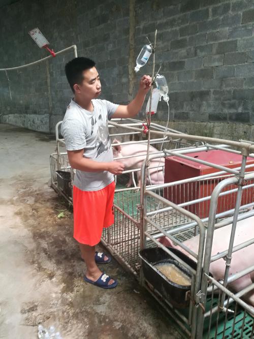 贵州省织金陈氏绿色生态养殖场场长陈涛在跟难产母猪输液,保持猪有