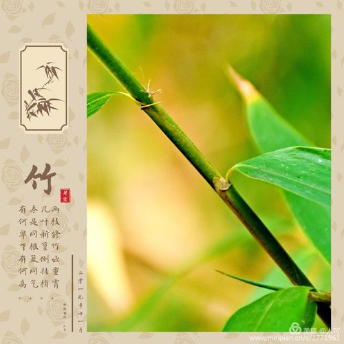 在这里祝您像竹子一样健康长寿,青春永驻,事业,家庭节节高!