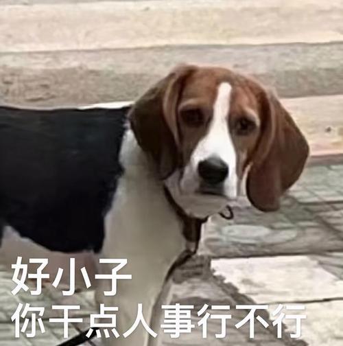 表情包肥柴早已看穿了一切