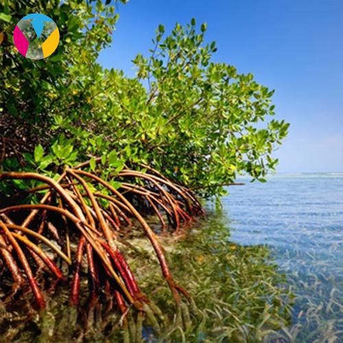 红树林塔兰划皮划艇含酒店车接送导游 泰国旅游甲米一日游 游游邦