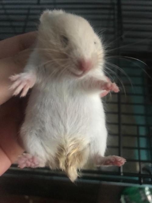 金丝熊一只眼睛睁不开,然后这个是湿尾症还是什么呀,仓鼠刚刚到家两天