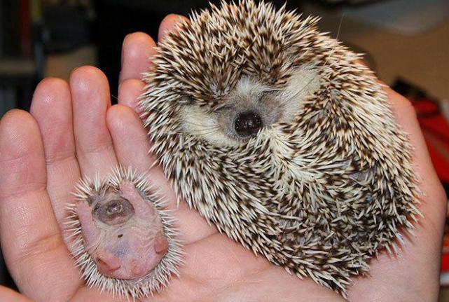 刺猬生宝宝会不会被扎,妈妈会不会很疼?