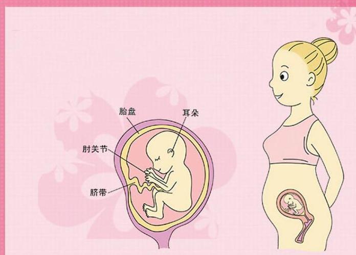 原创怀孕十七周多了, 平躺可以摸到肚子有硬块, 那是宝宝吗