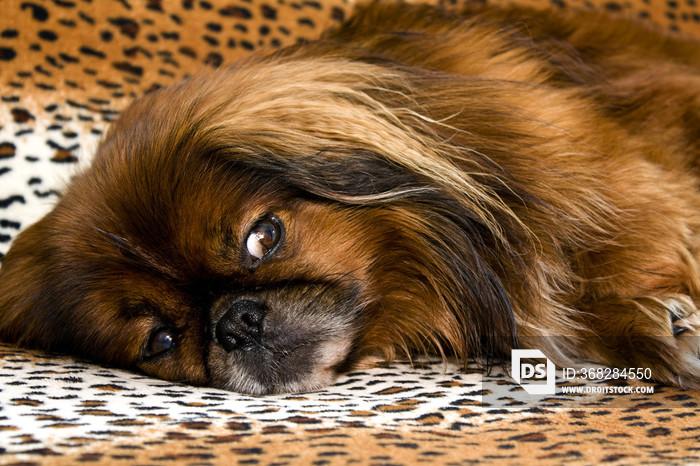 pekinese dog