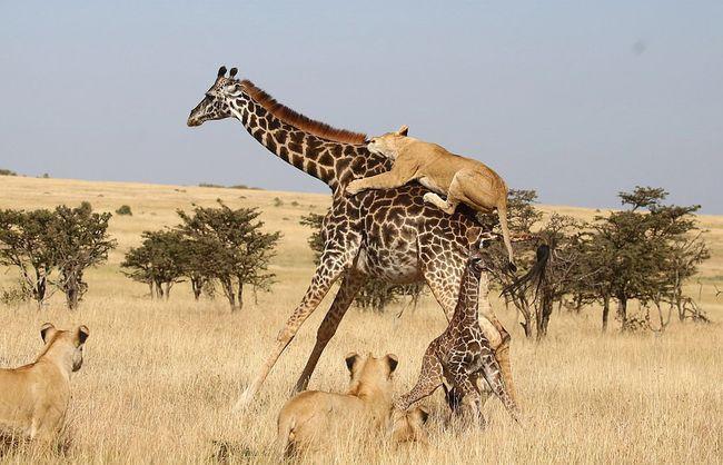 作为食草动物的长颈鹿凭什么让狮子老虎都不敢攻击它