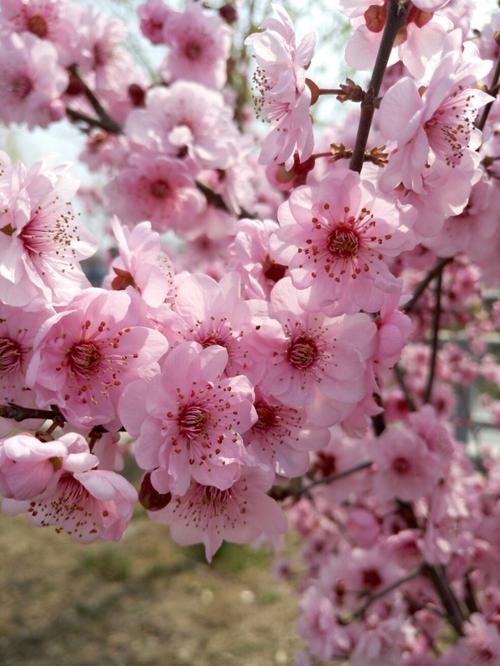 手机桃花壁纸图片大全