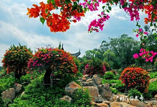 马岭观花植物园"岭山红"三角梅园内位于狮岭镇的盛开的三角梅小编的